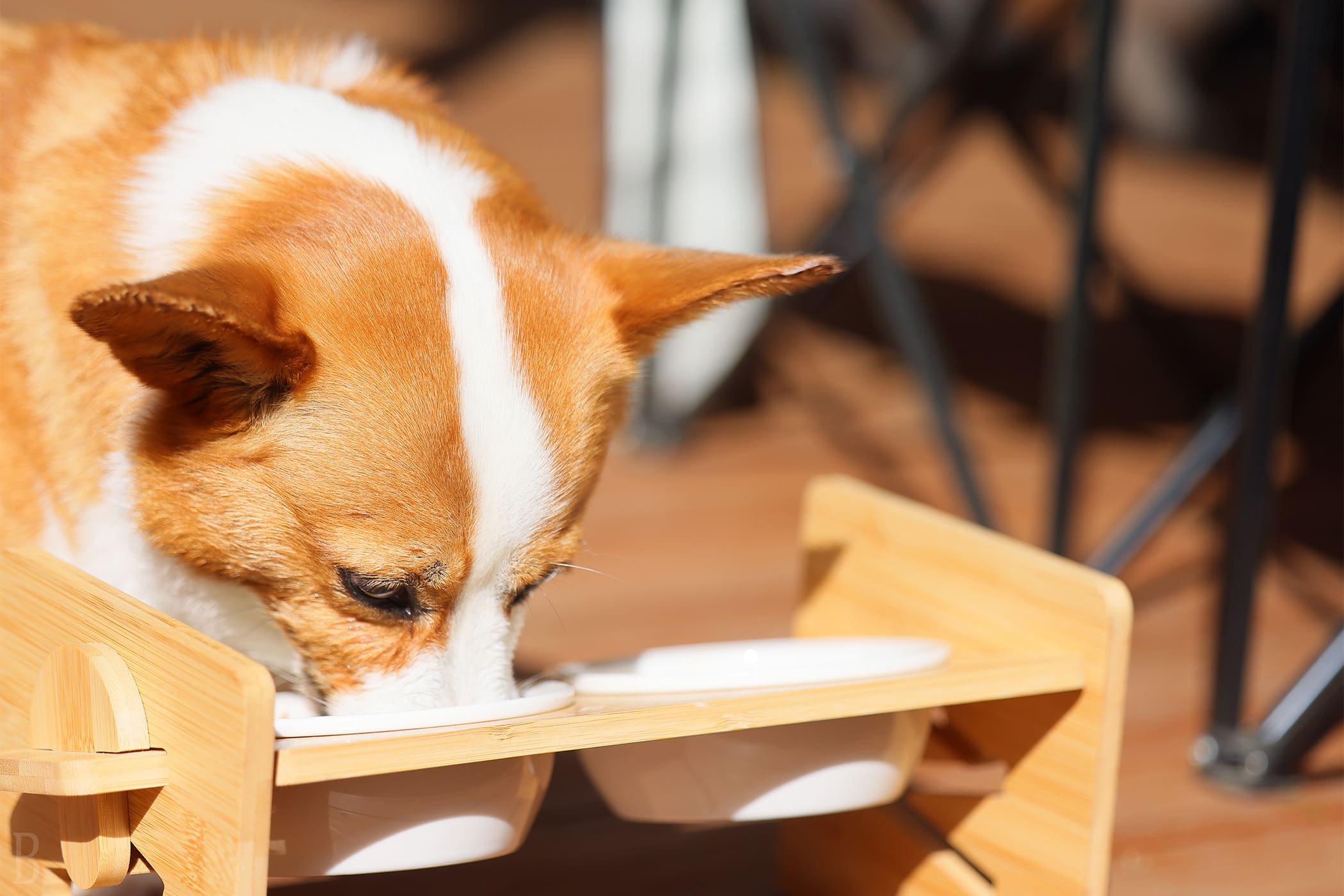 無添加素材の愛犬ごはん
