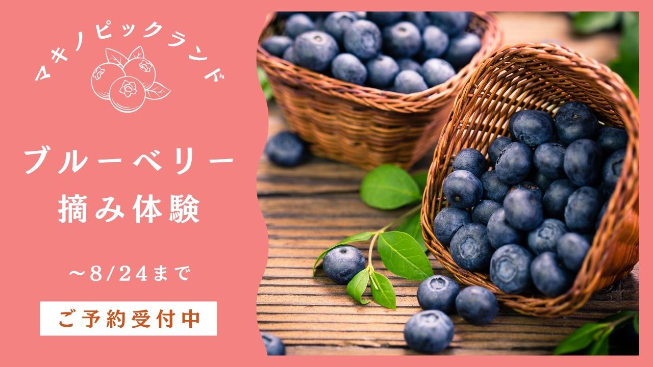 ブルーベリー狩り体験チケット付き