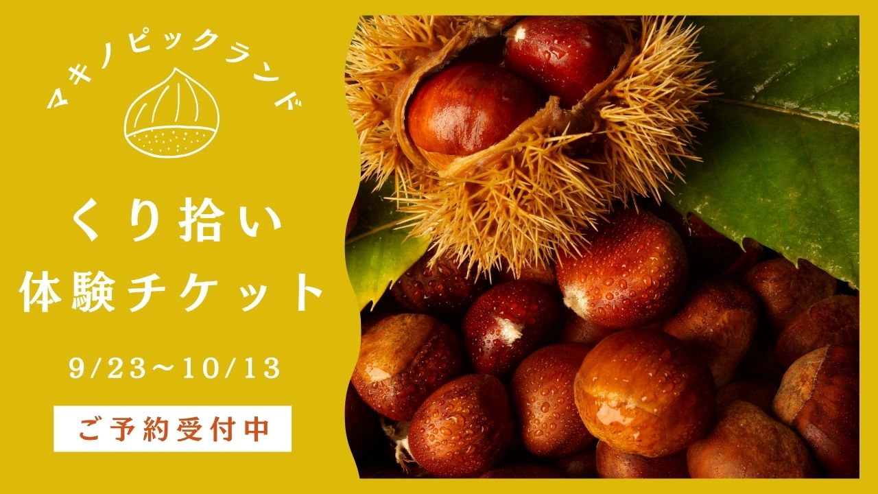 栗拾いと紅葉メタセコイア
