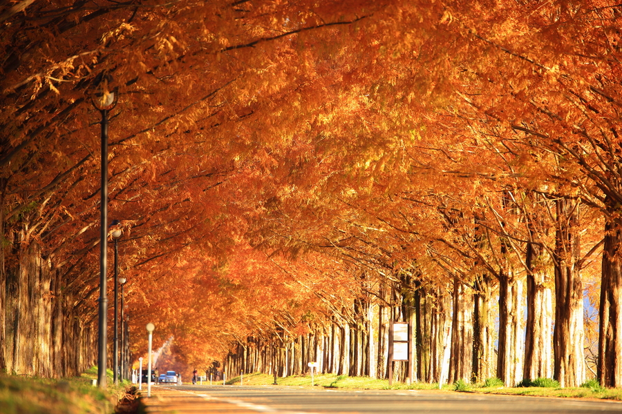 黄金色に染まる絶景の紅葉